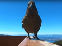 VIDEO Papagáj ukradol kameru: Náhodou tak poskytol pohľad na túto nádheru