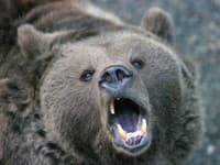 Pri Nitrianskom Pravne napadol medveď horára: Previezli ho do nemocnice