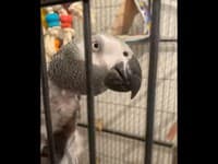 VIDEO Papagáj prestal po smrti majiteľa hovoriť: Teraz má nový domov, neuveríte, čo povedal chlapíkovi
