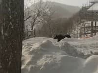 VIDEO Medveď sa vlámal do pekárne: Úrady ho vyhnali preč, neskôr sa vrátil... neuveríte kde!