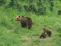 Turistov napadla medvedica: Jedného prevezú do nemocnice