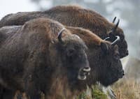 Horor v národnom parku: Turistku (†25) nabral na rohy bizón, spravila osudnú chybu