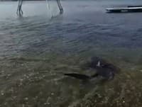 VIDEO Na pobreží Chorvátska sa objavil žralok: V mori sa kúpal aj...turisti prestali dýchať!