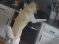 VIDEO Pes svojimi labkami zapol sporák v kuchyni: Keď sa majitelia vrátili domov, mohlo ich poraziť