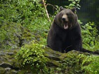 V posledných týždňoch hlásili množstvo útokov medveďa: Ľudia sa boja! SUMÁR, kde ich bolo najviac