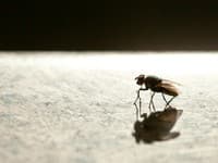 Otravuje vás dotieravý hmyz? Odporúčame päť jednoduchých trikov, ako sa ho účinne zbaviť