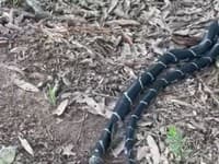 VIDEO Dôchodca zbadal pri poštovej schránke hada: Keď ale videl, čo žerie, nechcel tomu veriť