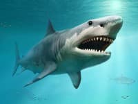 Je pravda, že žraloky zomrú, keď prestanú plávať? V týchto prípadoch to naozaj platí: Vysvetlenie vás prekvapí