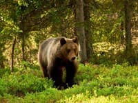 Na Podpoľaní zásahový tím usmrtil medveďa hnedého, bol problémovým jedincom