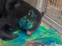 VIDEO Z toho, čo spravil medveď v zoo, padla ľuďom sánka: Nič také ešte nikto nevidel