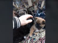 VIDEO z Ukrajiny, ktoré chytí za srdce: Vojak našiel šteniatka a medzi nimi... to je rozkošné!