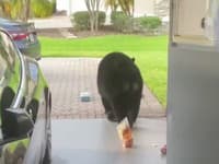 VIDEO Medveď sa prišiel nakŕmiť priamo do garáže! Otvoril si chladničku a... pozrite, čo z nej vybral