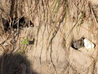 Lovci hadov objavili hniezdo pytóna: Pozreli doň a... ten pohľad im vyrazil dych