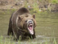 Ďalší útok medveďa v Strážovských vrchoch! Napadol pracovníka v lese, skončil v nemocnici: Jasný odkaz kompetentných