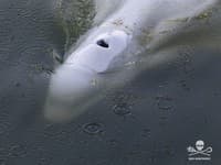 Uviaznutú veľrybu úspešne vytiahli z rieky Seina: Teraz pocestuje späť na otvorené more