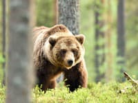 Odborníci zverejnili výsledky štúdie: Medvede vraj nie sú na Slovensku premnožené, zistili to z trusu