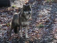 Rakúsko eviduje 31 vlkov: Expert vyzýva na zmiernenie zákonov o ich ochrane