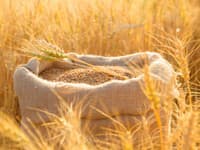 Cena pšenice klesá, je blízko hodnôt pred vojnou na Ukrajine: Výrazne kolísať môže táto komodita