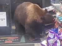 VIDEO Medveď vošiel až priamo do samoobsluhy: Začala sa rabovačka, zameral sa na tento tovar!