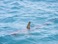 Ľudí vydesilo VIDEO, tvrdia, že do mora už nevkročia: Žralok len pár metrov od pláže?!