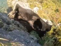 Horolezec bol objavovať prírodu, keď ho surovo napadol medveď! Z VIDEA budete mať zimomriavky