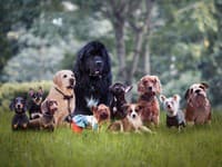 Veterinár prezradil, ktorých päť plemien psov by si nikdy nevybral: Jasné dôvody