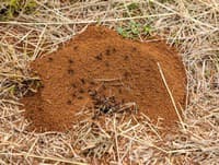 Detailná FOTO mravca zblízka naháňa strach: Odteraz ho budete vnímať úplne inak