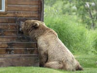 Do chatky v lese vtrhol medveď a napadol turistu: Takto sa mu podarilo prežiť krvavý útok
