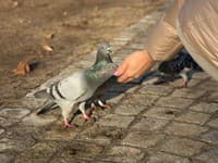 VIDEO bizarného holuba privádza ľudí do šialenstva: Pozrite na tú hruď a nohy!