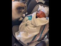 Internet valcuje VIDEO svojskej mačky: Privoňala si k bábätku a... reakcia, ktorú absolútne nikto nečakal