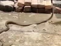 VIDEO hada sa stalo hitom internetu: Pozrite sa, čo má v papuli!
