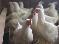V Česku sa šíri vtáčia chrípka: Veterinári zakázali vonkajší chov hydiny