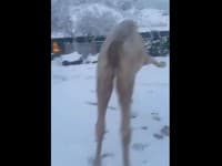 Ťava zbadala prvýkrát v živote sneh: Jej reakcia je absolútnym hitom, keď uvidíte to VIDEO!