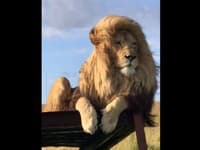 VIDEO leva v rezervácii ohúrilo ľudí: Kochajú sa jeho... veď to má krajšie ako človek!