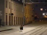 Ľudia neverili vlastným očiam: Centrom Bratislavy sa v noci preháňal diviak, rovno po trati!