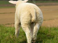 FOTO ovce vyvolala ošiaľ: Keď ju uvidíte... to čo má chúďa na hlave?!
