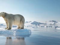 Pri pohľade na FOTO ľadového medveďa sú ľudia v nemom úžase: Pozrite, čo mu vychádza z úst