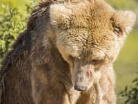 Vedci skúmali bizarné správanie medveďov: Všimli ste si niekedy, že robia toto?