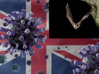 Desivý objav expertov: V Británii sa vyskytujú dva nové koronavírusy, časom sa môžu preniesť aj na človeka