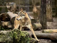 MIMORIADNE Vlky ÚTOČILI v blízkosti ľudí: FOTO len pre silné povahy
