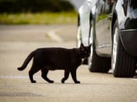 Čierna mačka na ceste alebo pavúk v dome: Veríte poverám o zvieratách? Budete prekvapení, čo v skutočnosti znamenajú