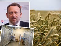 PANIKA pre pšenicu z Ukrajiny! Vlčan potvrdil najväčšie obavy: Obsahuje zdraviu nebezpečné látky, zbavíme sa jej