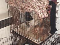 FOTO Polícia začala trestné stíhanie pre nelegálne množenie psov pri Veľkom Krtíši: Stav až 62 psov je kritický