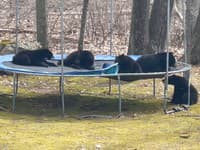 Žene sa na záhradu zatúlali štyri medvede: Objavili trampolínu a... toto je fakt podarené!