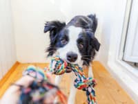 VAROVANIE veterinára: Tieto hračky nikdy nedávajte svojim psom! Môžu ohroziť ich život