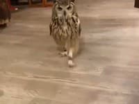 Videli ste už niekedy bežať sovu? Toto VIDEO sa stalo hitom internetu!