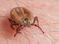 Pribúdajú obrovské kliešte a nebezpečné komáre: Experti sú v pozore! V jednej veci sú veľmi nebezpečné