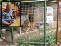 Majiteľa minizoo pri Žiline roztrhal lev: Nebol to prvý incident! Chov šeliem na Kysuciach bol zakázaný