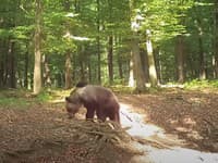 Medveďa nakrútili aj u susedov: Šelmu zachytila kamera v národnom parku! Na TOMTO mieste si dávajte pozor