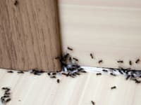 Aj vy sa snažíte týmito trikmi zbaviť mravcov v domácnosti? ZABUDNITE! Skúste radšej...